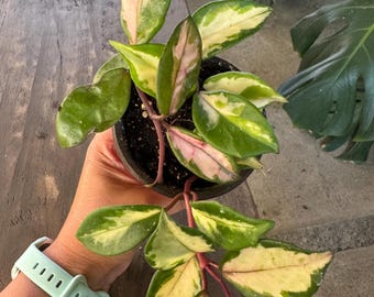 Variegated Hoya Australis Lisa starter