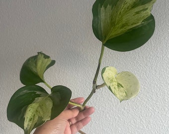 Pothos Manjula cutting