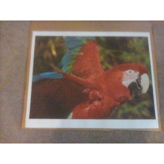 Kodacolor Jigsaw Puzzle Nature Series Green-winged Macaw 1000