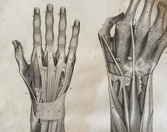 Antik anatomisk gravyr – underarm och hand, Lizars 1824-systemet