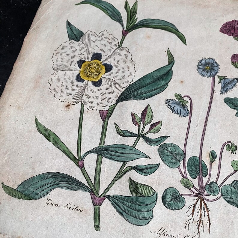 Vintage Botanical Art Print Hand Coloured Culpeper's Complete Herbal