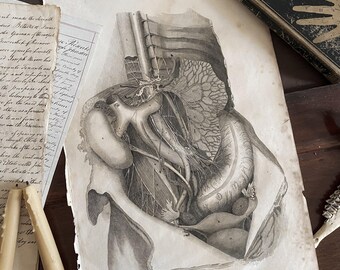 Antik anatomisk konst Anatomisk vintagedekor Organ 3 - Lizars 1824 'System av anatomiska plattor'