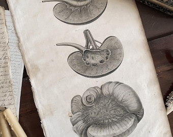 Antik anatomikonst Anatomisk vintagedekor Njurar - Lizars 1824 'System av anatomiska plattor'