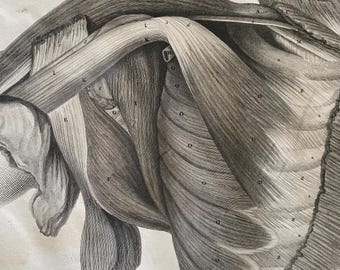 Antik anatomisk konst Anatomisk vintagedekor Bröstkorg - Lizars 1824 'System av anatomiska plattor'