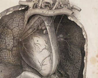 Antik anatomisk konst Anatomisk vintagedekor Organ 5 - Lizars 1824 'System av anatomiska plattor'