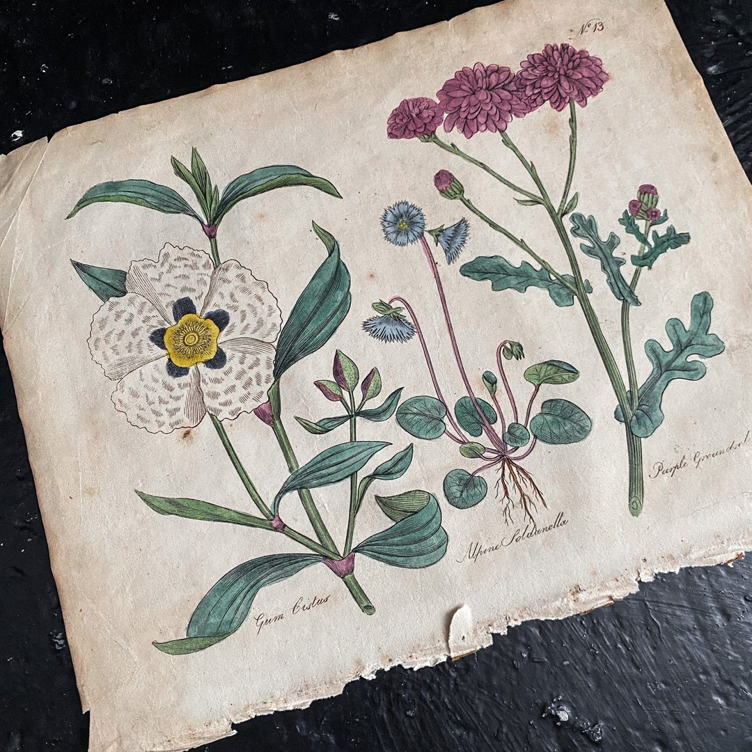 Vintage Botanical Art Print Hand Coloured Culpeper's Complete Herbal