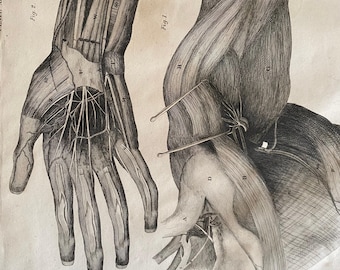 Antik anatomisk tryck – Lizars 1824 Axel- och armplatta XII