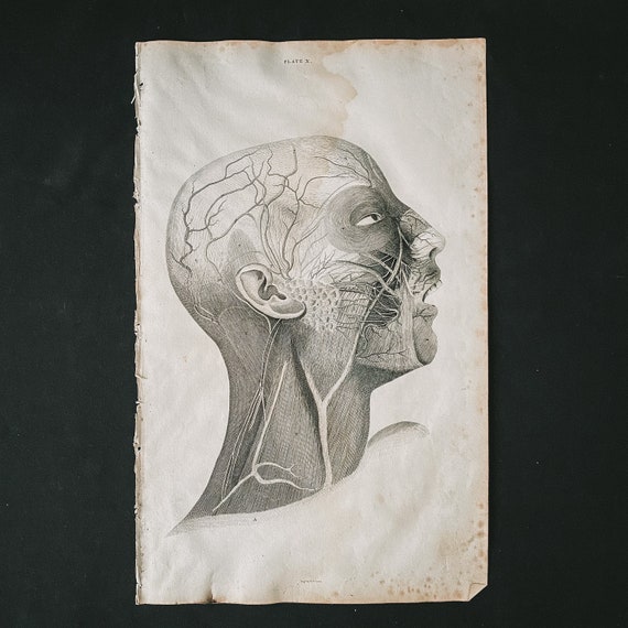 Human Anatomy Antique Anatomical Illustration, Head and Brain 2
