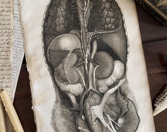 Antik anatomikonst Anatomisk vintagedekor Organ 4 - Lizars 1824 'System av anatomiska plattor'