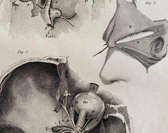 Antique Anatomical Engraving Plate XL – Lizars 1824 Eye and Nose Diagram