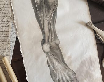 Antik anatomikonst Anatomisk vintagedekor Underben 4 ödlor 1824