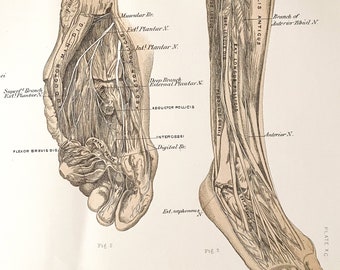 Medical Alternative Anatomy Vintage Anatomical Foot Muscle Dictionary Art Print 