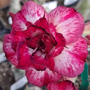 Exotic #48 Desert Rose "Triple Queen" Grafted Adenium Obesum  Rosa Del Desierto Purple/Fushia/White