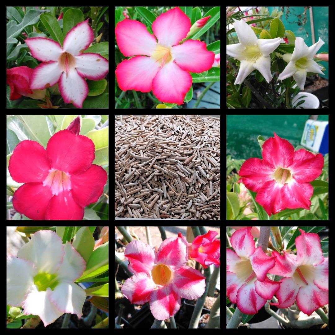 Desert Rose Seeds 100 Pack Adenium Obesum Seeds Single Petal Varieties
