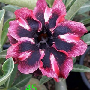 Exotic #45 Desert "Squid Ink  Grafted Adenium Obesum  Rosa Del Desierto Purple/Raspberry/ Pink