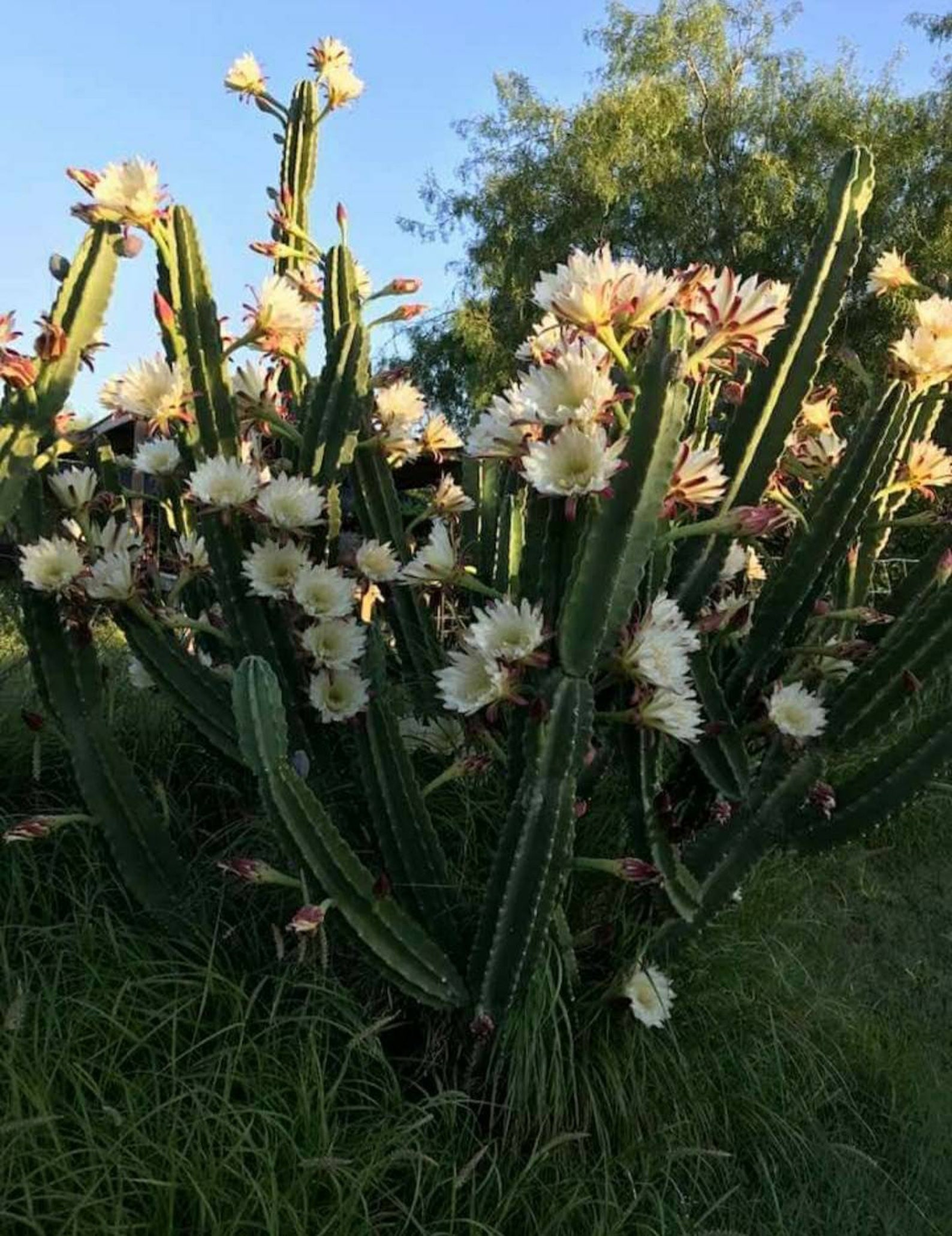 Dangerous Visions? Exploring The Risks Of Peruvian Apple Cactus - xvs50ds