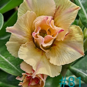 Exotic #81 Desert Rose "Ramsey" Grafted Adenium Obesum  Rosa Del Desierto