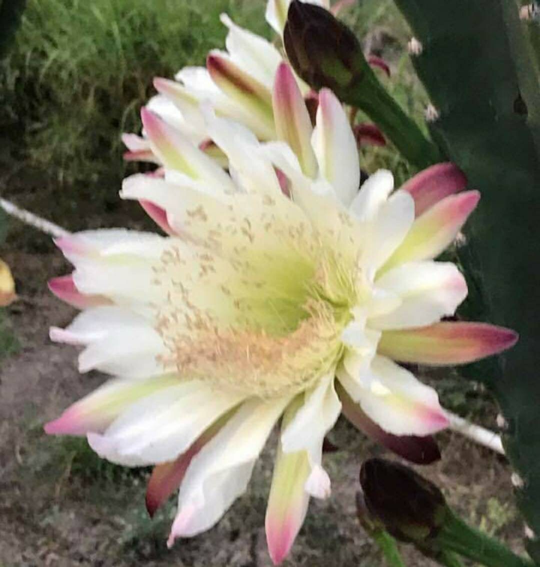 Cereus Repandus Peruvian Apple Cactus Edible Fruit 1 Plant Etsy