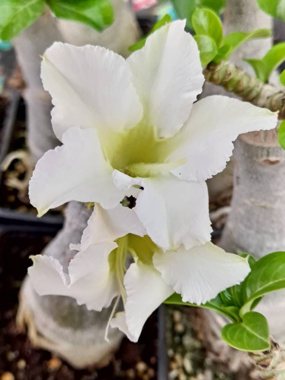 Exotic Mini White Desert Rose Grafted Adenium Etsy