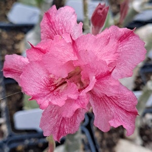 Exotic #84 Desert Rose "Heart Throb" Grafted Adenium Obesum  Rosa Del Desierto