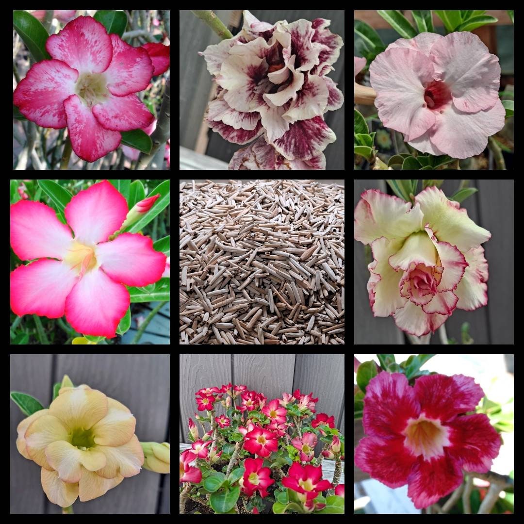 Desert rose seeds 100 pack Adenium varieties DHA Arabicum Etsy