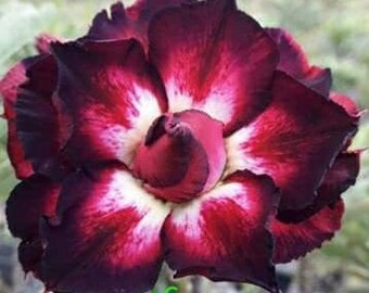 Exotic #46 Desert Rose "Black Cherry" Grafted Adenium Obesum  Rosa Del Desierto Black/Maroon/Raspberry/ White