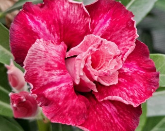 Grafted #21 Exotic Desert Rose "Romance" Adenium Obesum  Rosa Del Desierto Maroon/ Black #21