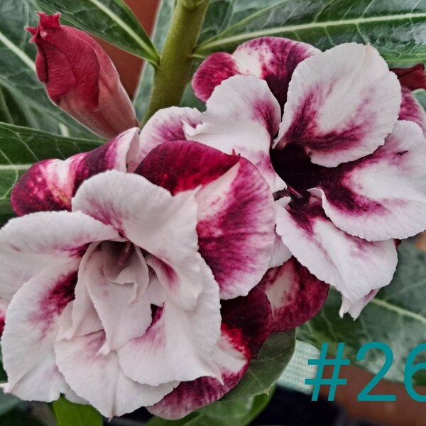 Exotic #26 Desert Rose "Carmichael" Grafted Adenium Obesum  Rosa Del Desierto Violet/Maroon/white