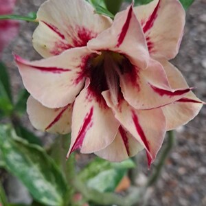 Exotic #30 Desert Rose "Dragon Breath" #30 Grafted Adenium Obesum  Rosa Del Desierto