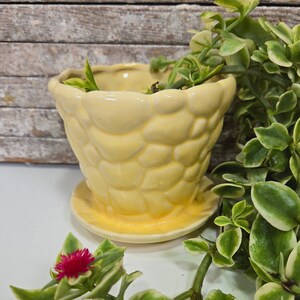 Può includere: Un vaso di ceramica giallo con una superficie testurizzata che ricorda le squame. Il vaso è riempito con una piccola pianta verde con variegatura bianca. Il vaso è appoggiato su una superficie bianca.