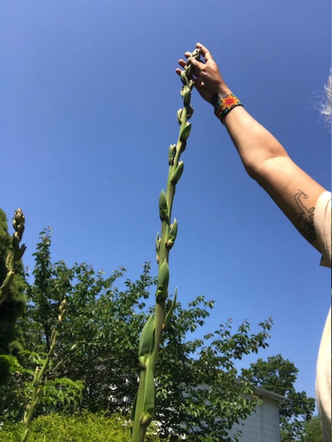 Adam's Needle Seeds Yucca Filamentosa Yucca Seeds - Etsy