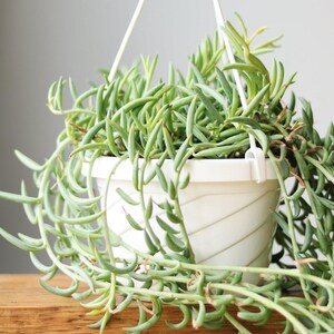 Panier suspendu « String of Fish Hooks » Senecio Radicans Glauca
