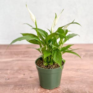 Spathiphyllum &#39;Peace Lilly&#39; Floor Plant