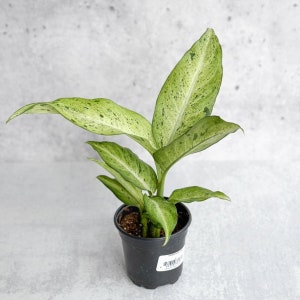 Dieffenbachia &#39;Camouflage&#39;