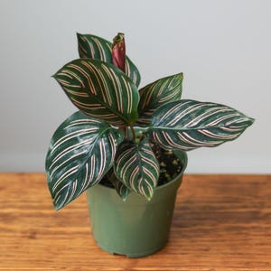 Pianta da preghiera Calathea Ornata &#39;Gessato&#39;
