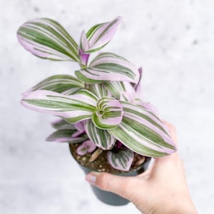 Tradescantia Blossfeldiana cerinthoides variegata „Bubblegum“/“Flieder”