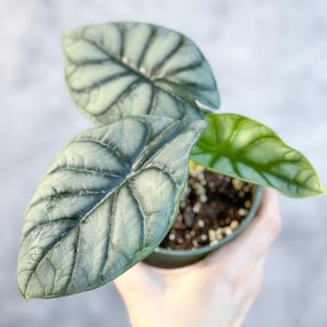 Alocasia &#39;Silver Dragon&#39;