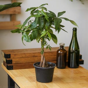 Pachira Aquatica &#39;Money Tree&#39;
