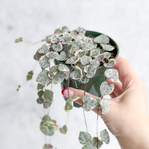 Ceropegia Woodii Variegata - Variegated String of Hearts