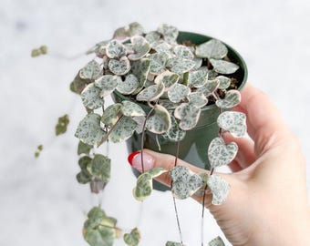 Ceropegia Woodii Variegata - Variegated String of Hearts