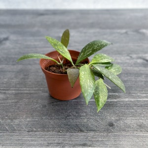 Hoya Gracilis