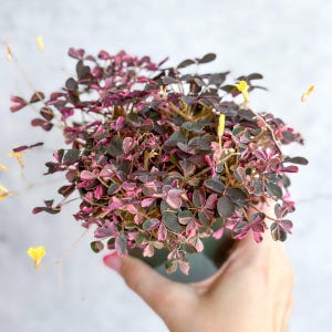Oxalis bicolor - Candy Cane Shamrock