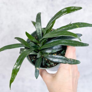 Microsorum thailandicum - Blauwe olievaren