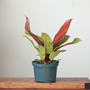 Philodendron &#39;Prince of Orange&#39;