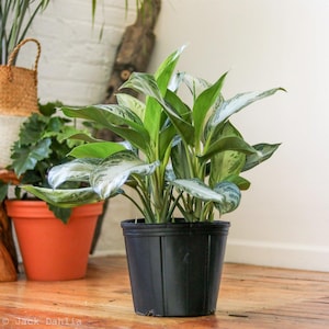 Aglaonema Commutatum Silver Bay Chinese Evergreen - Silver Stone
