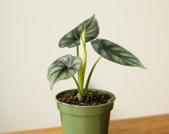 Alocasia 'Silver Dragon'