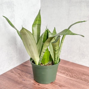 Sansevieria trifasciata &#39;Moonshine&#39;