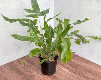 Phlebodium Aureum &#39;Blue Star Fern&#39;
