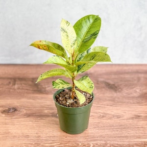 Ficus elastica &#39;Shiveriana&#39;