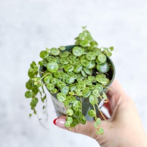 Peperomia Prostrata - ‘String of Turtles’